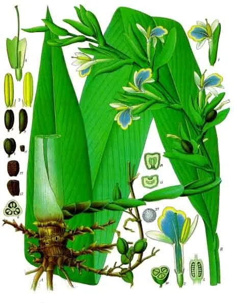 Green cardamom, Elettaria cardamomum, botanical plate with flowers and fruits